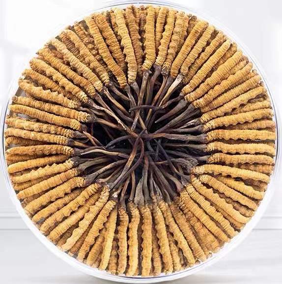 石河子冬虫夏草回收